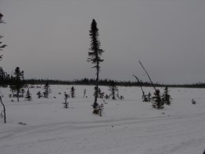 A group of trees in the snow near some grass.