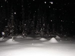 A snowy night with trees and snow in the background.