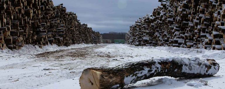 A pile of wood in the snow near many trees.